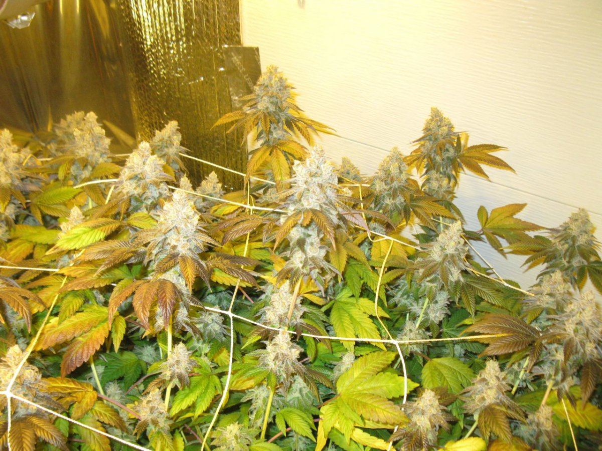 Gsc 5  017