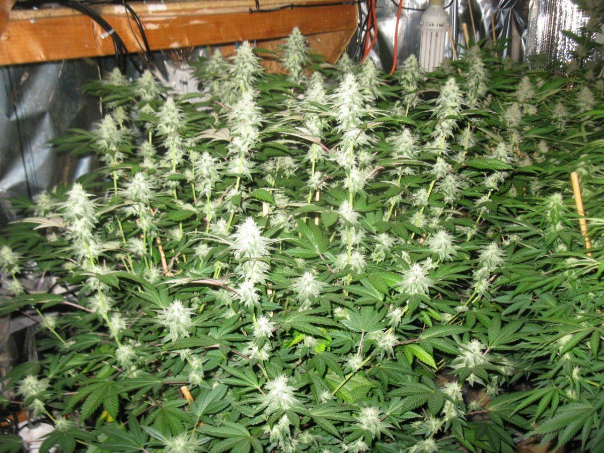 Gsc 5 020