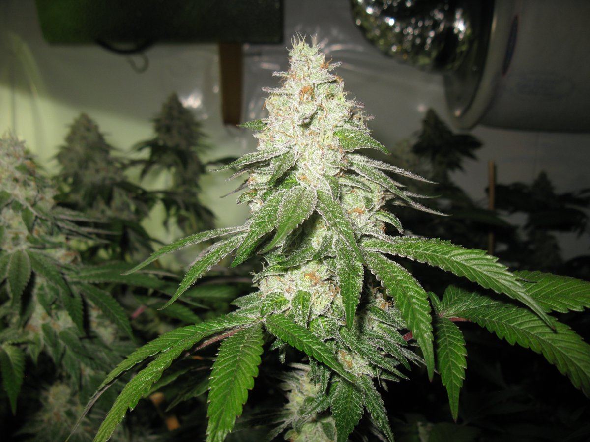 Gsc 5 021