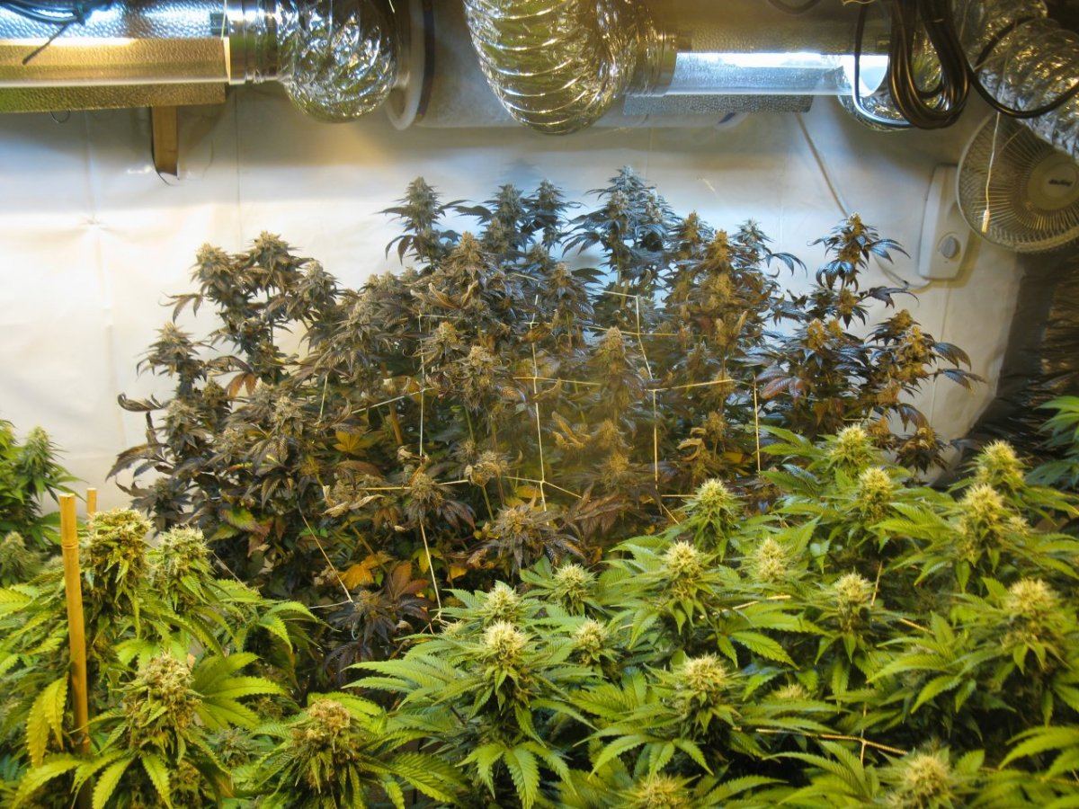 Gsc 5 022