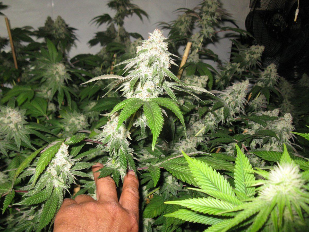 Gsc 5  022
