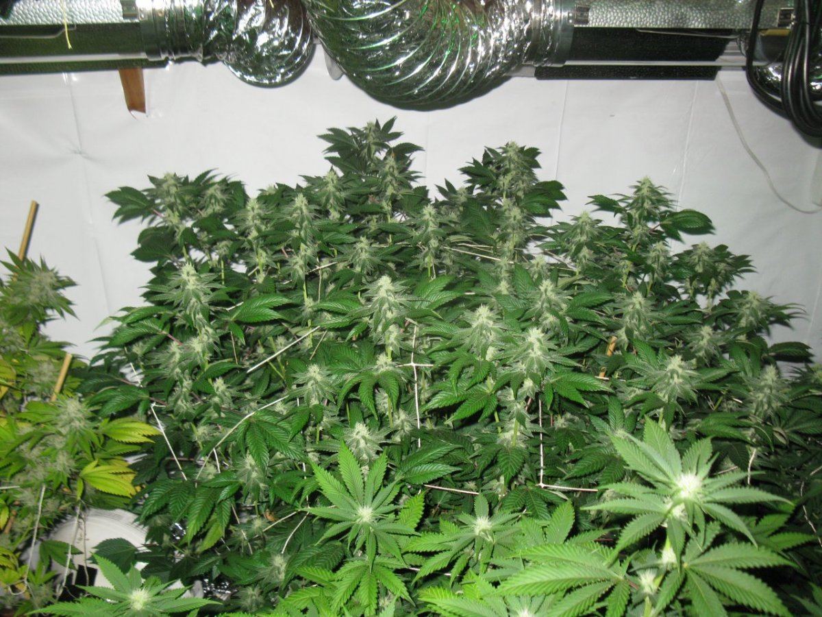 Gsc 5 099
