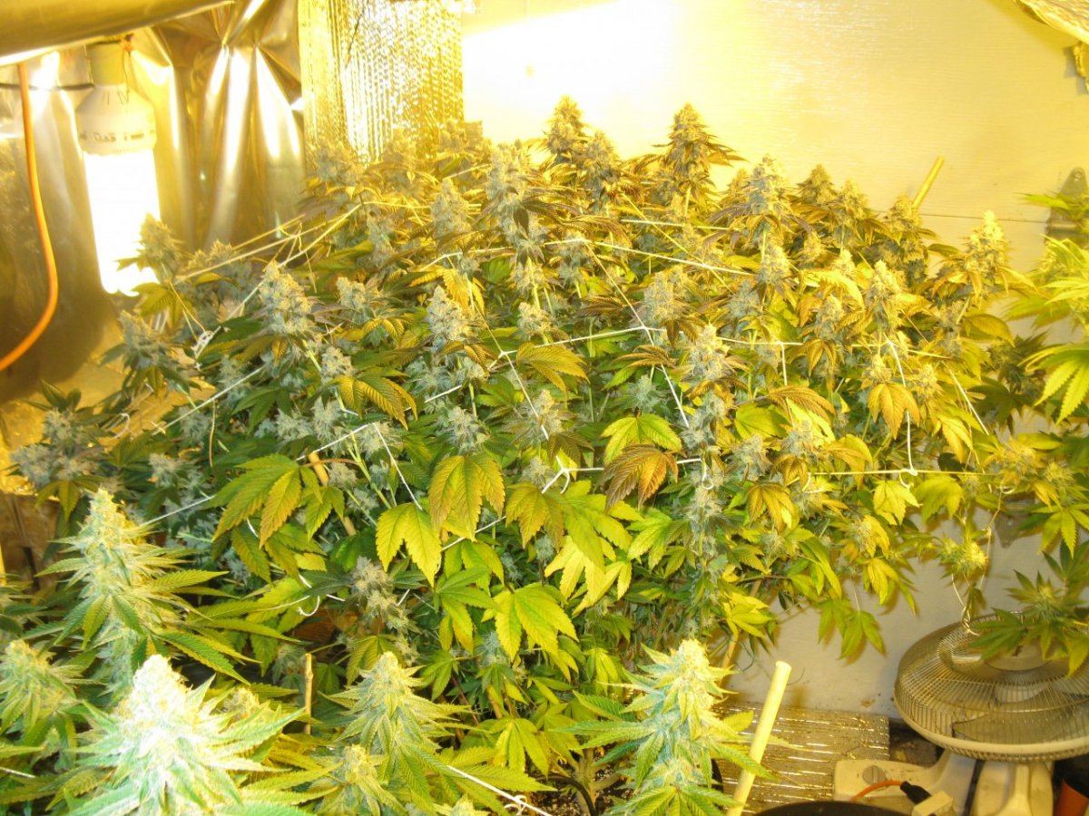 Gsc 5 chop 002