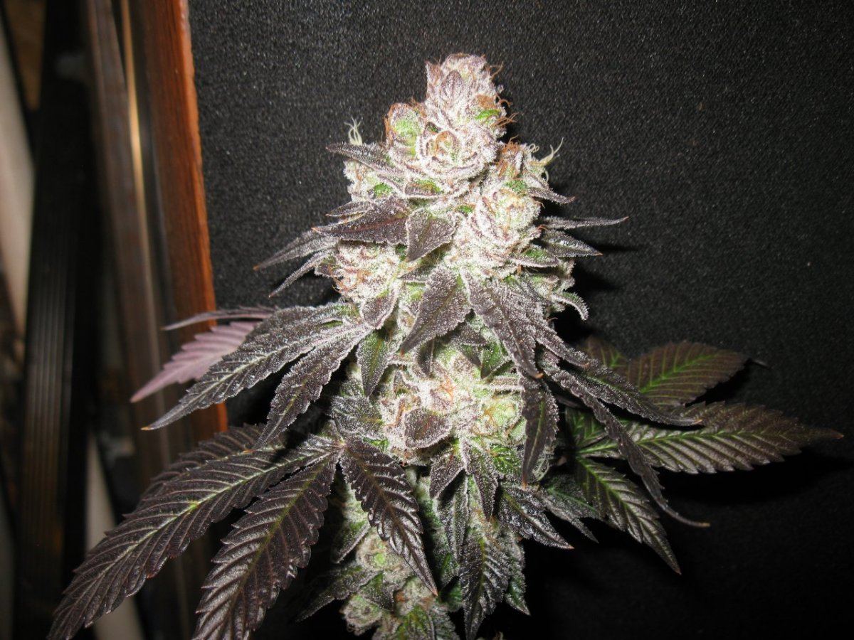 Gsc 5 chop 026