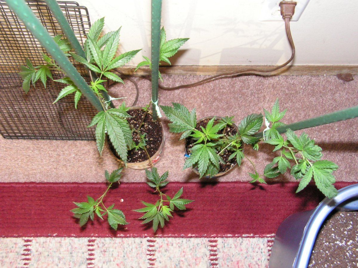 Gsc 6