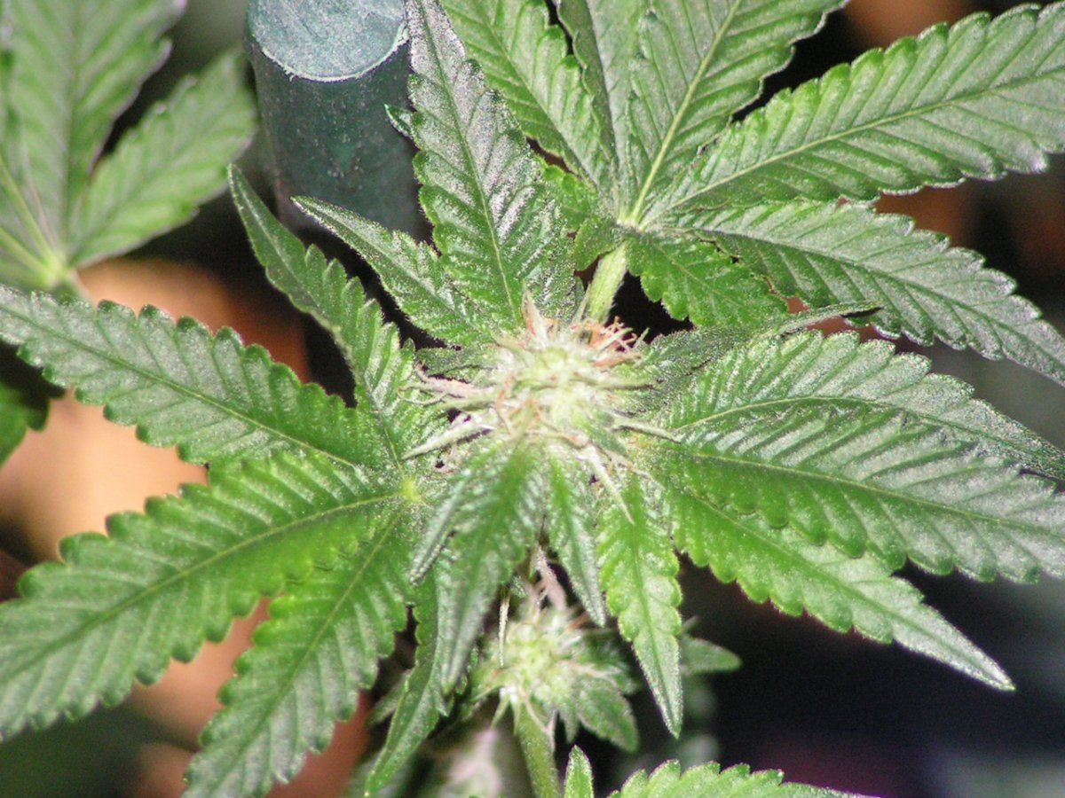 Gsc  ac 8 1 1
