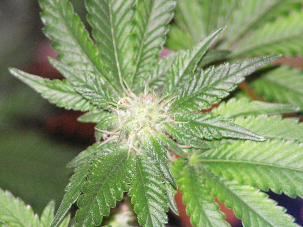 Gsc  ac 8 1 2