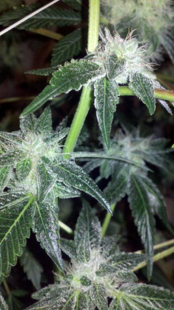 Gsc apes