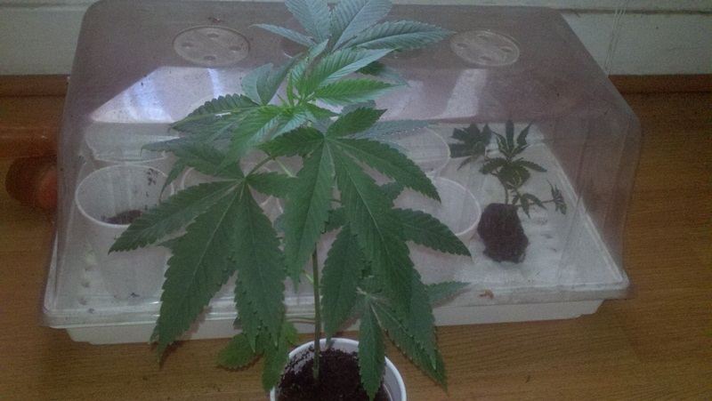 GSC babies