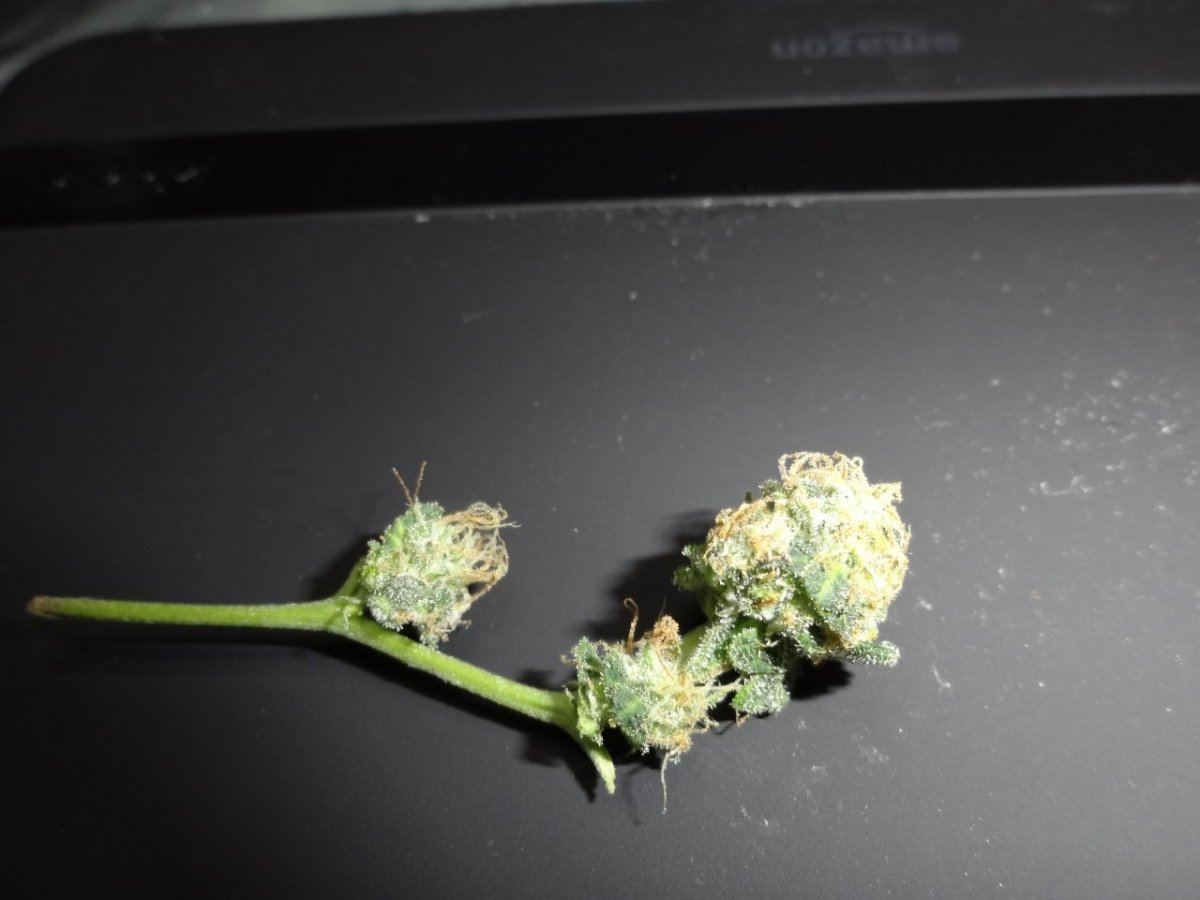 Gsc baby bud 002