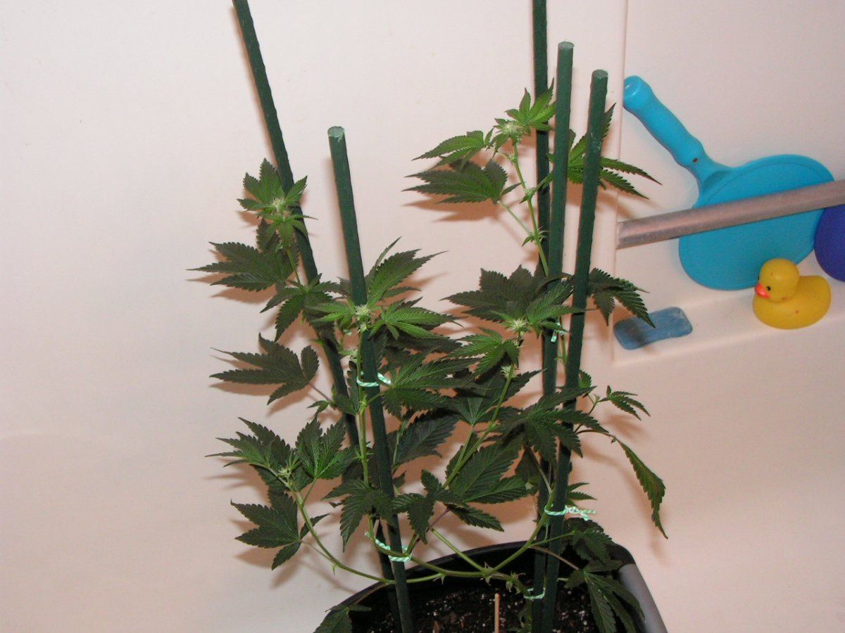 Gsc ban 9 1