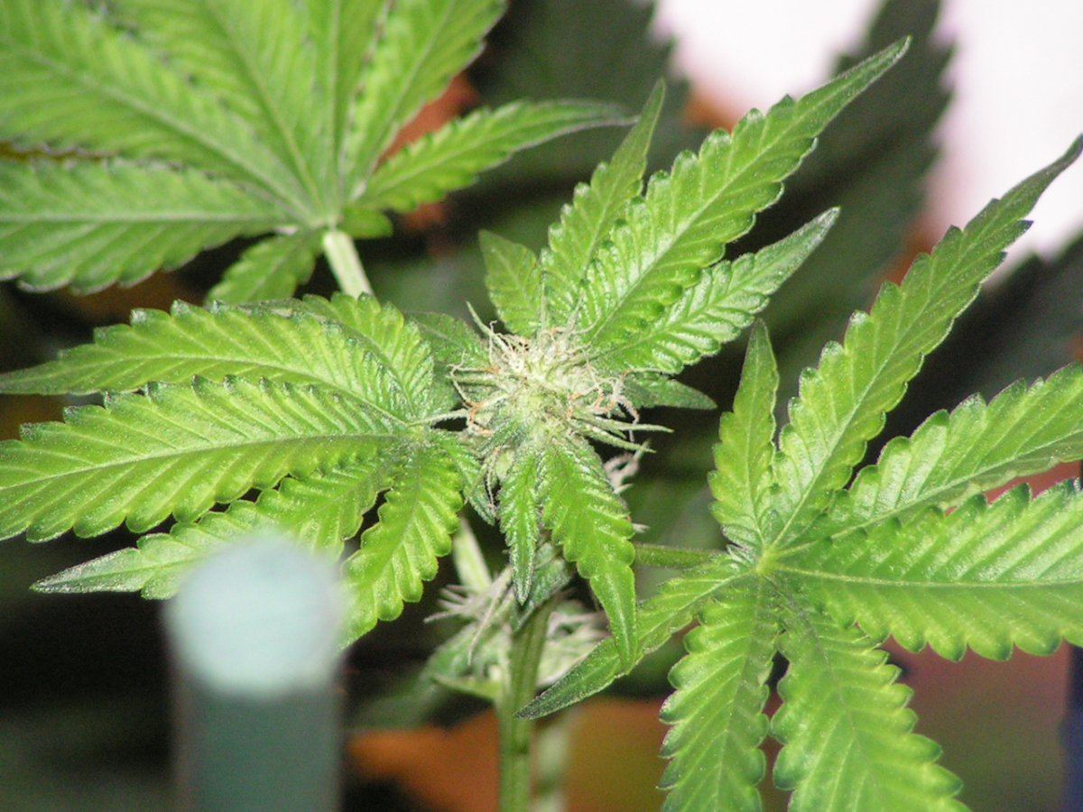 Gsc ban 9 3