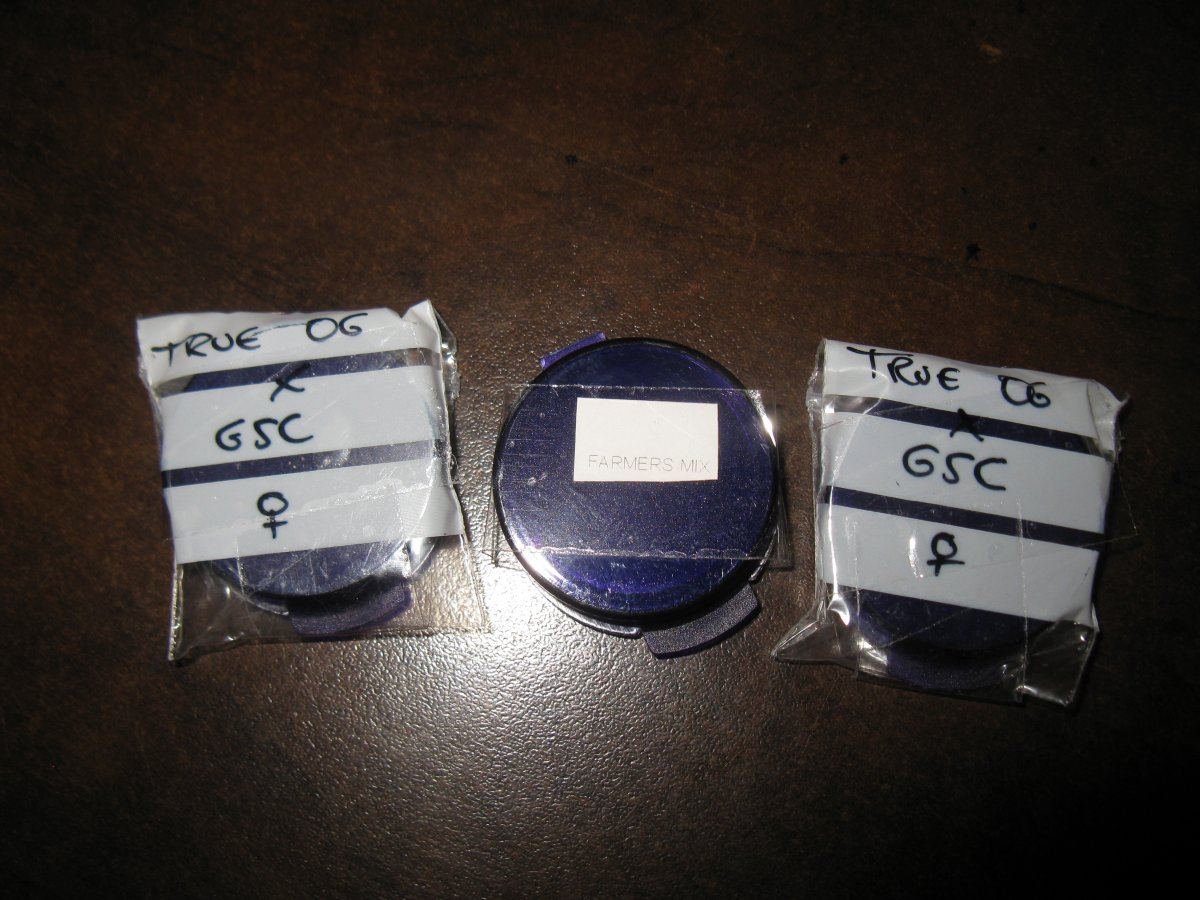 Gsc beans 001