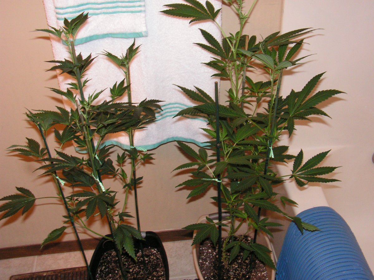GSC  CHERRY PIE FEMS