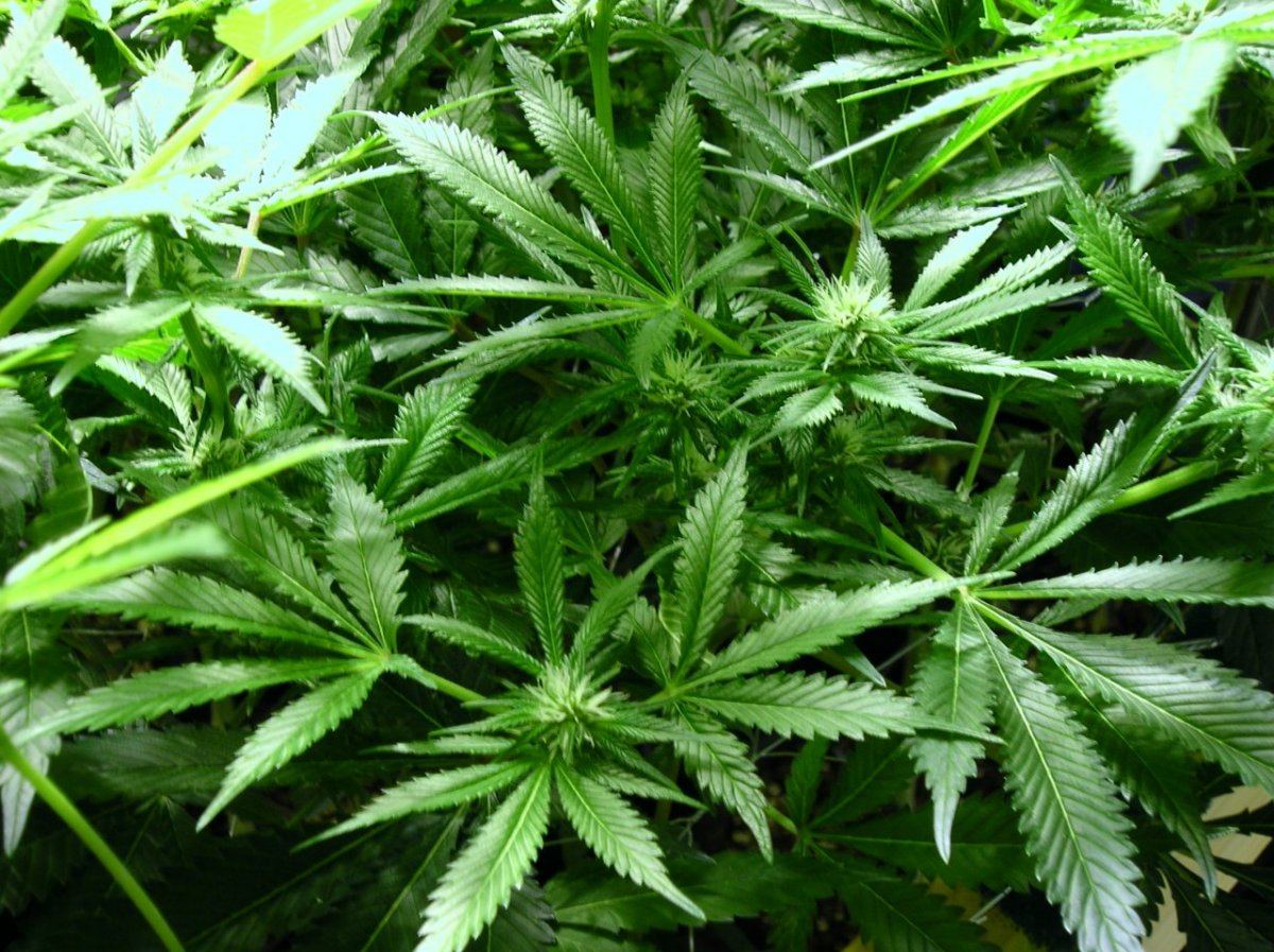 GSC day 21 010