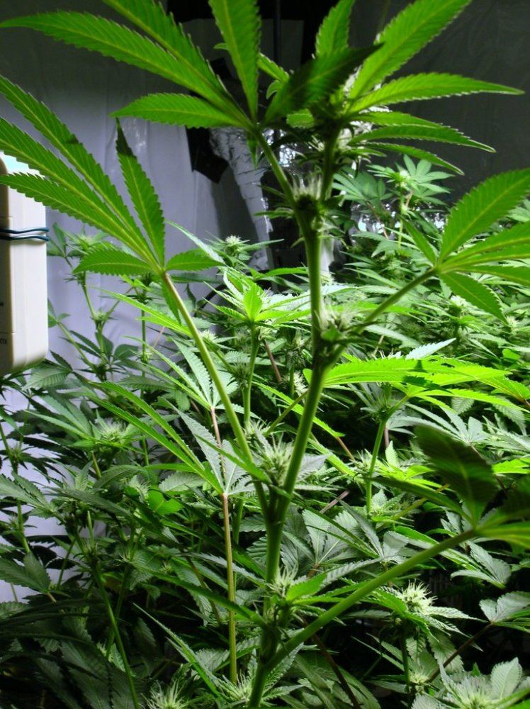 GSC day 21 011
