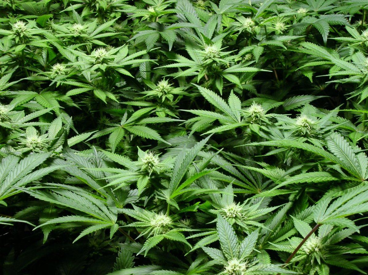 GSC day 21 012