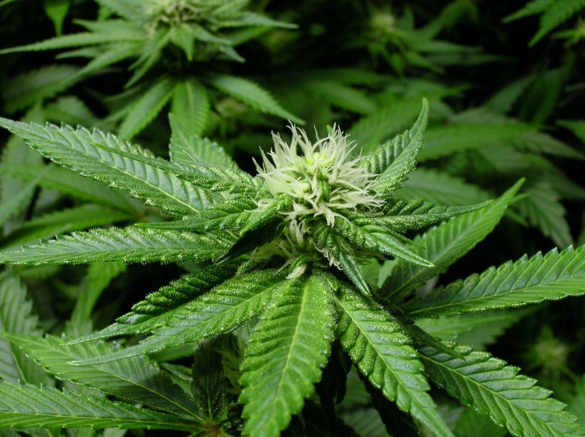 GSC day 21 013