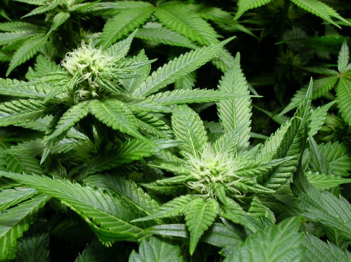 GSC day 21 014