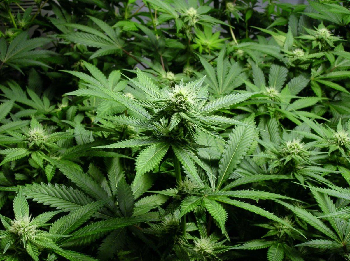 GSC day 21 016