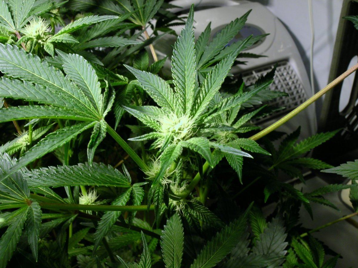 GSC day 21 018