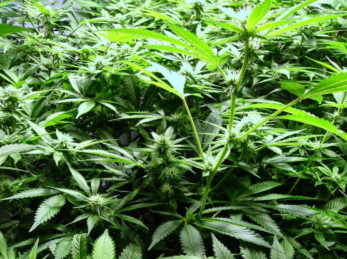 GSC day 21 019