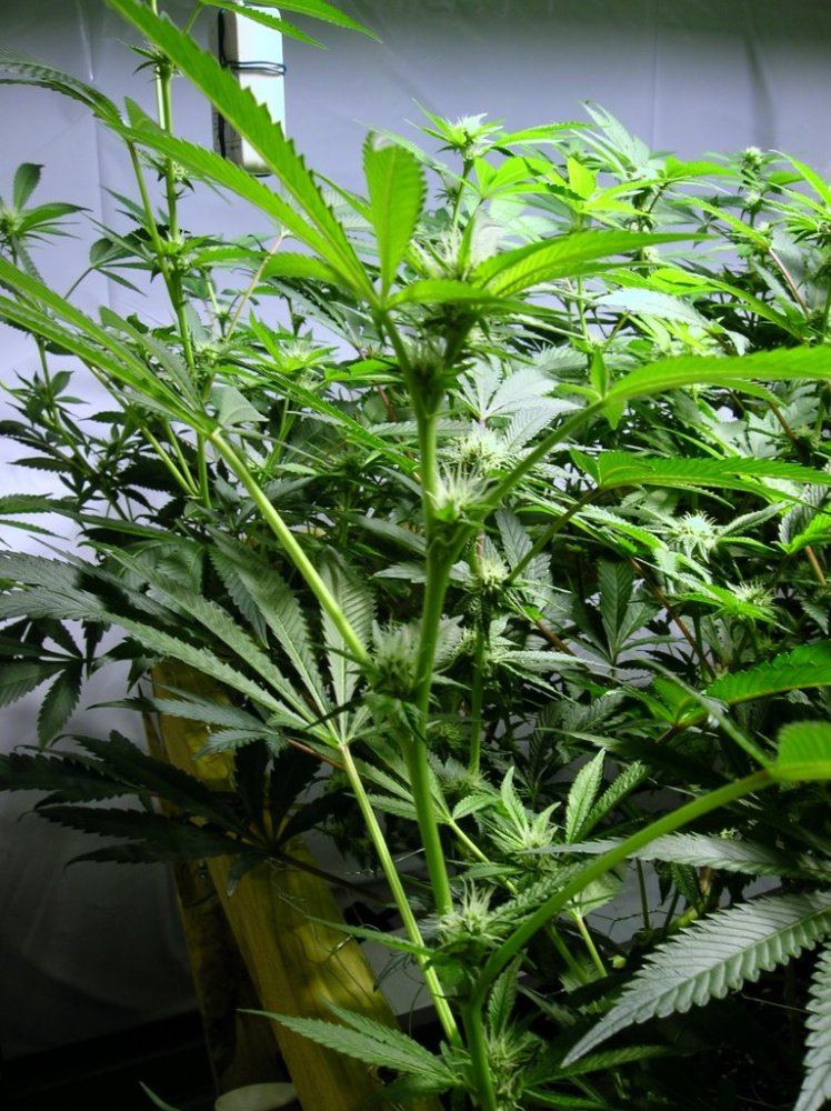 GSC day 21 021