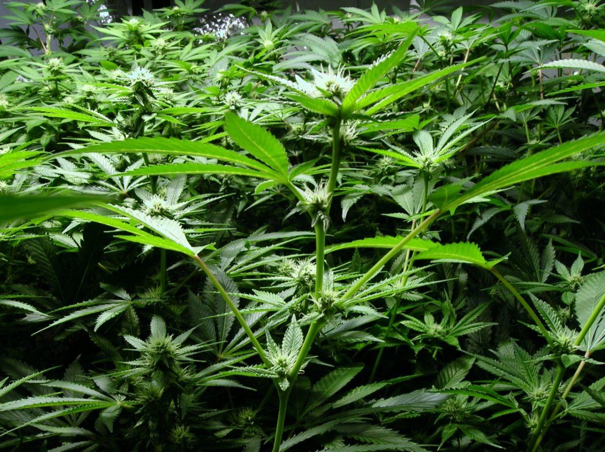 GSC day 21 022