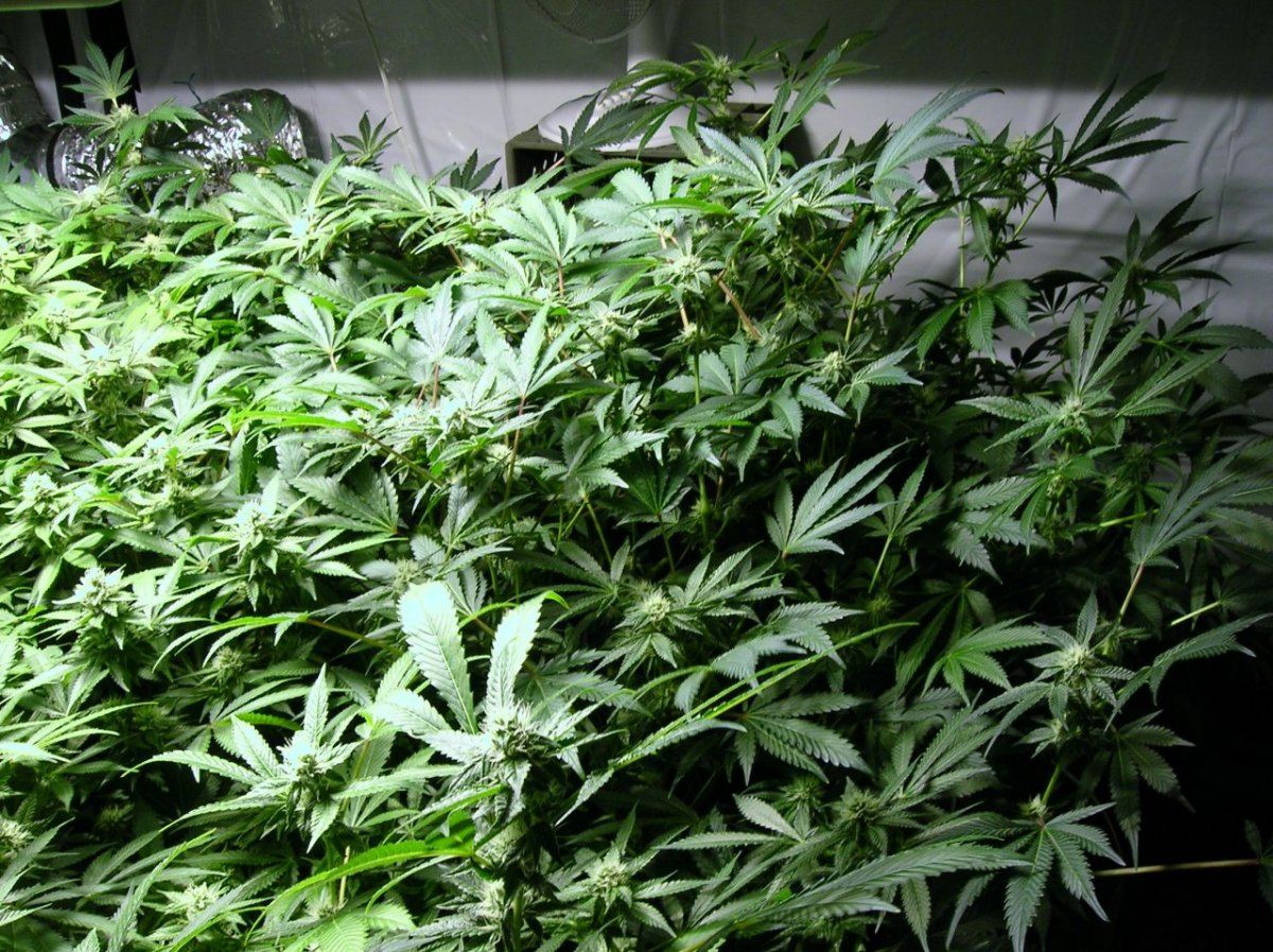 GSC day 28 002
