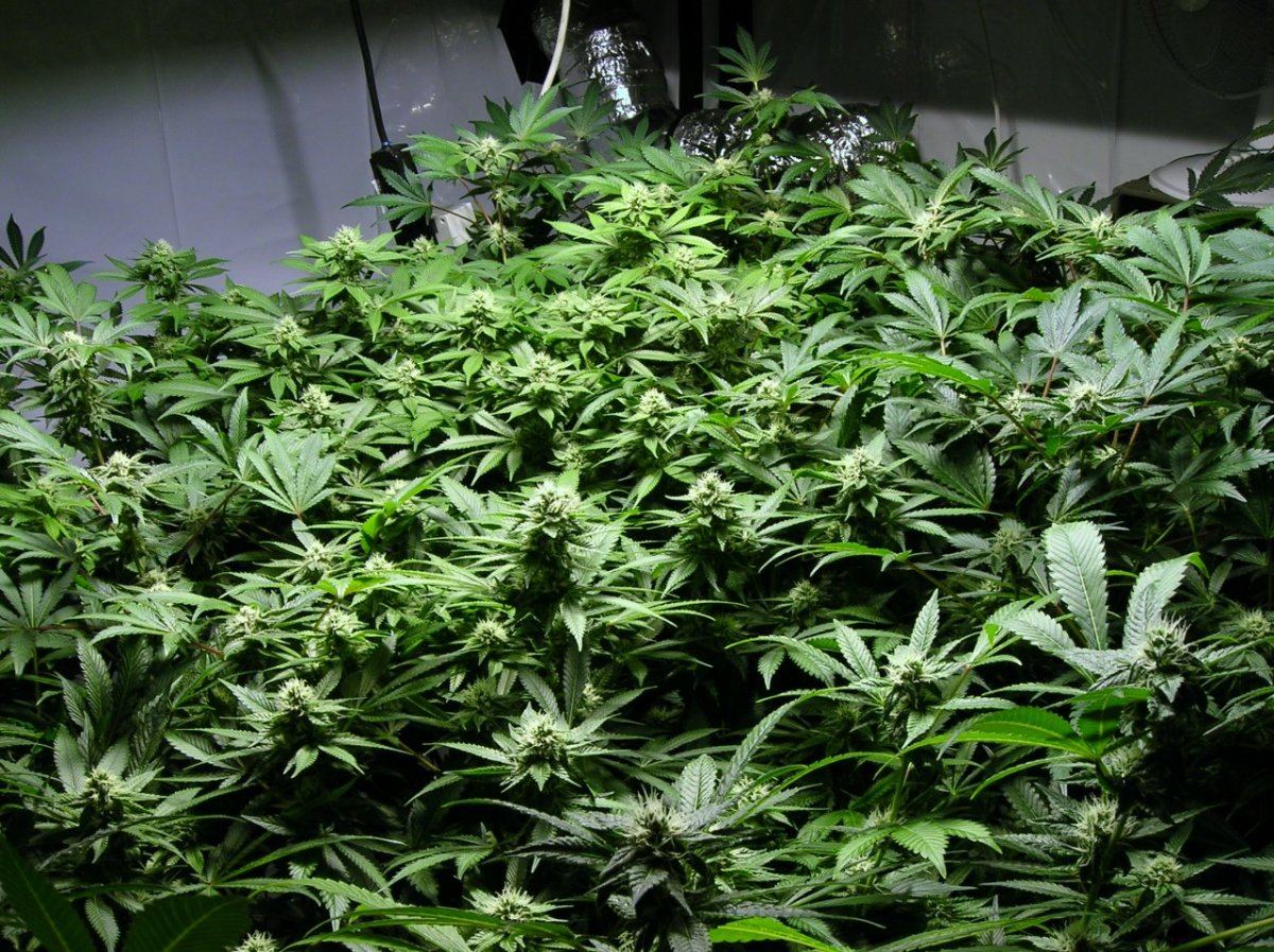 GSC day 28 003