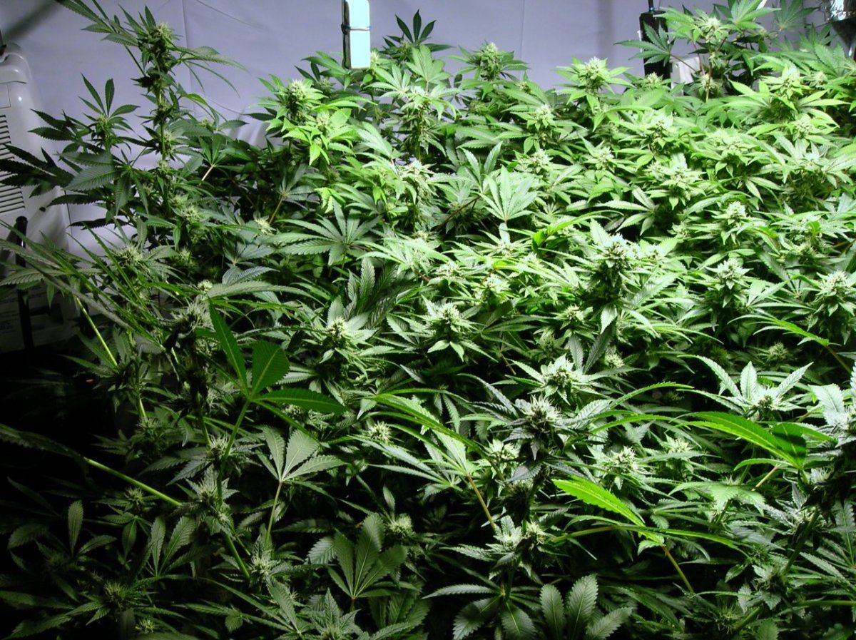 GSC day 28 004