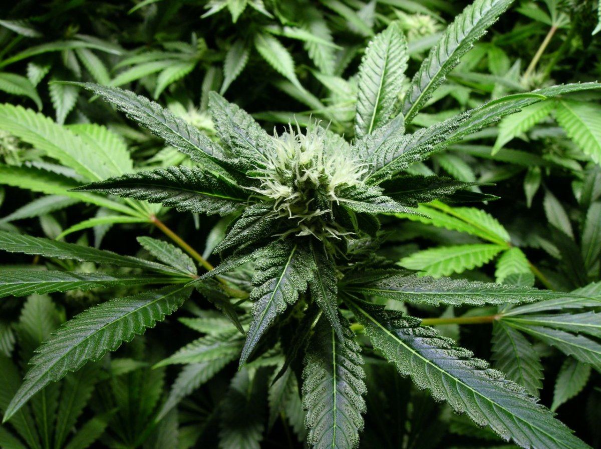 GSC day 28 006