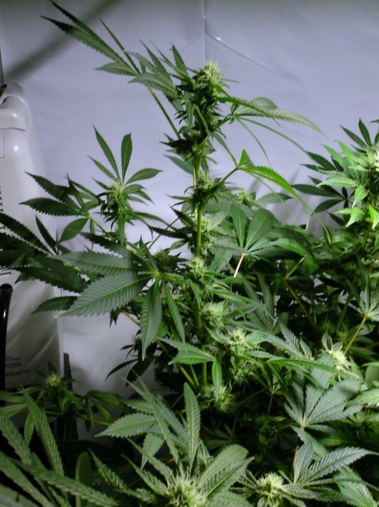 GSC day 28 007