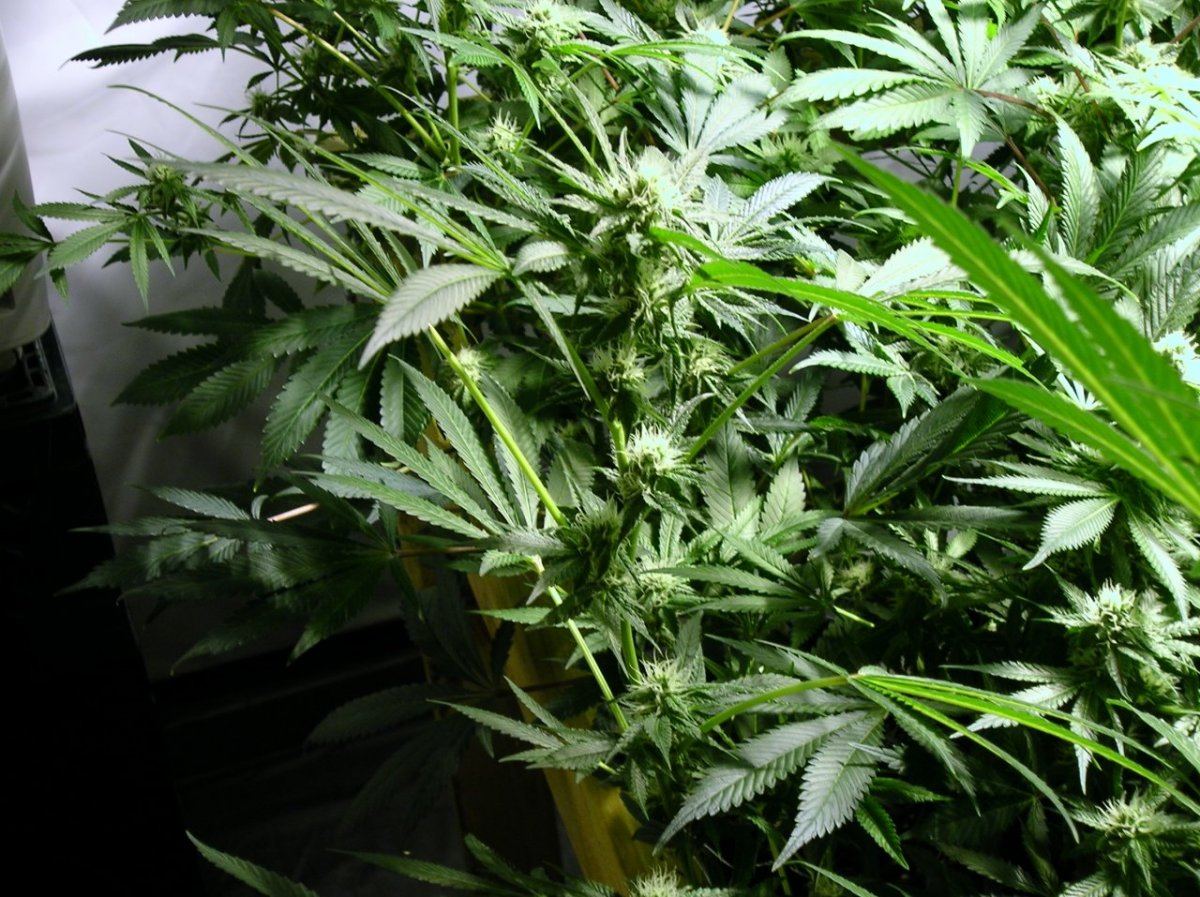 GSC day 28 009