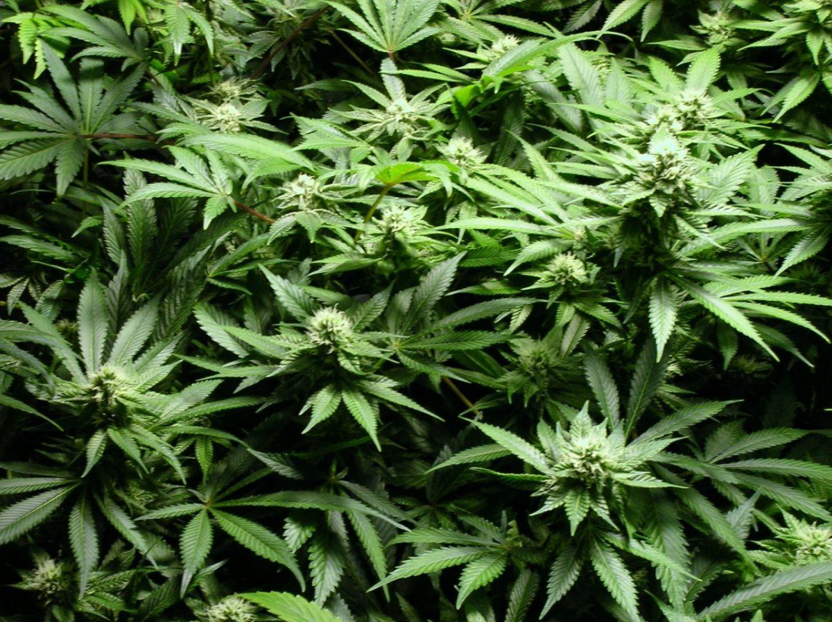 GSC day 28 010