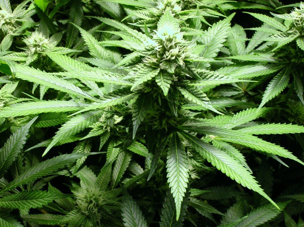GSC day 28 011