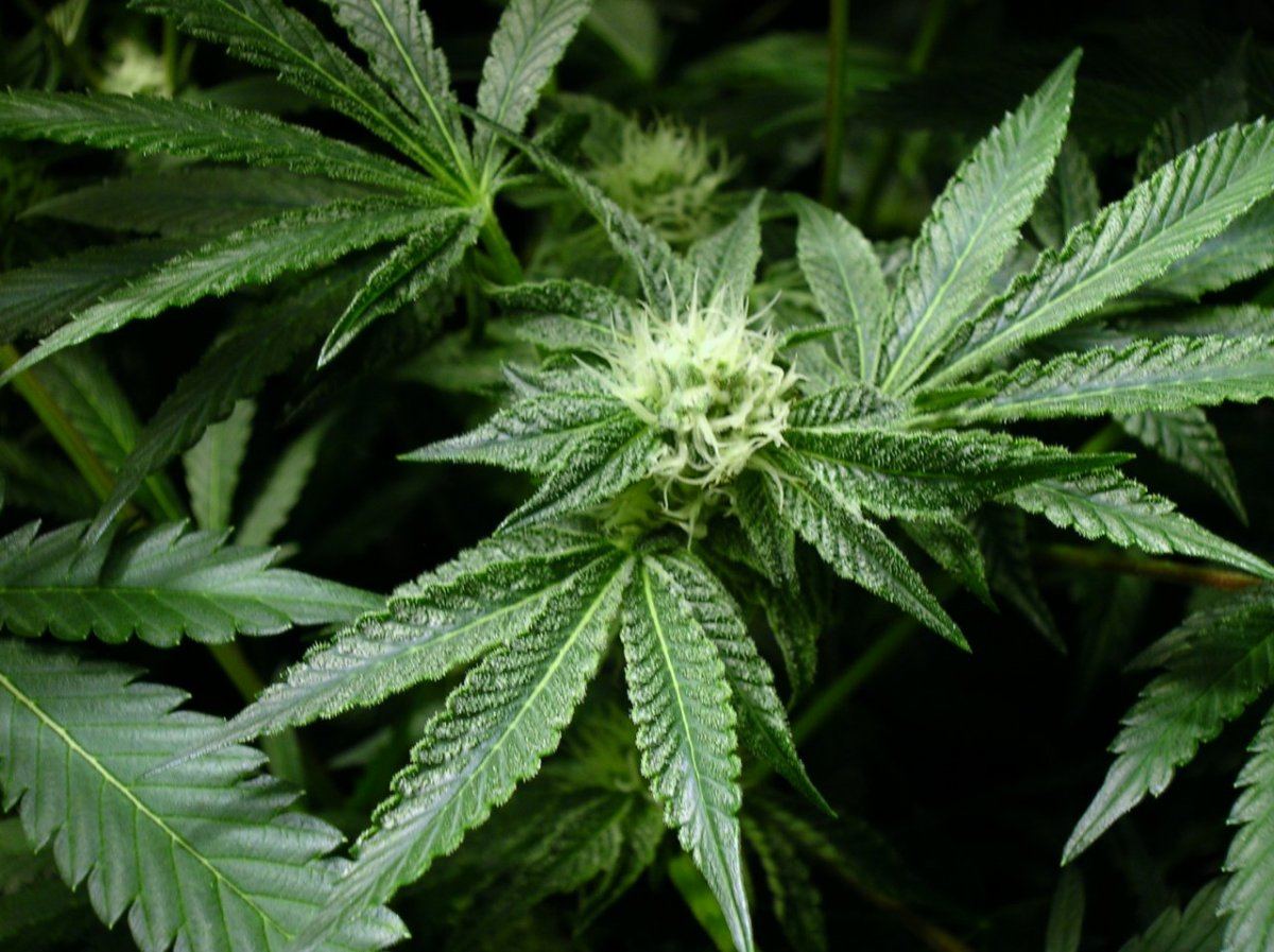 GSC day 28 012