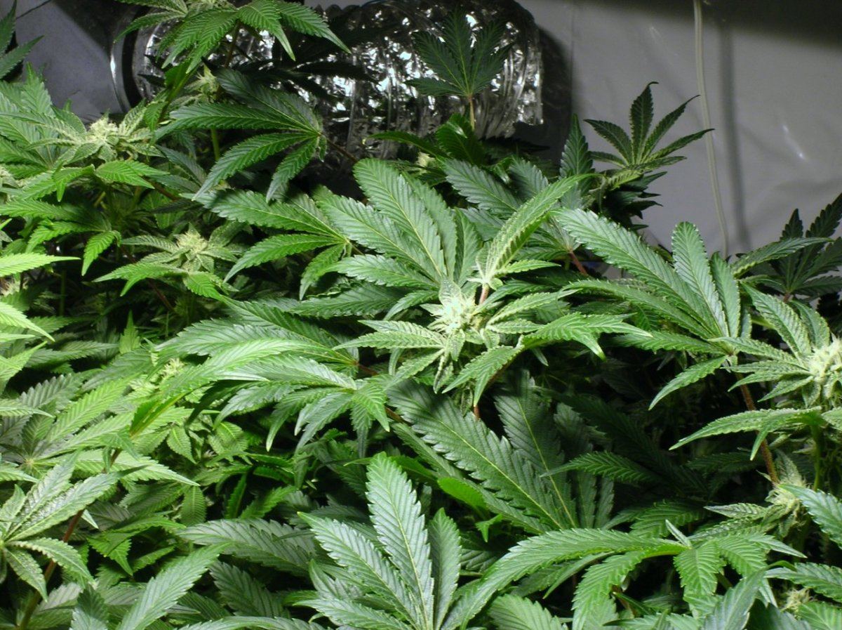 GSC day 28 013