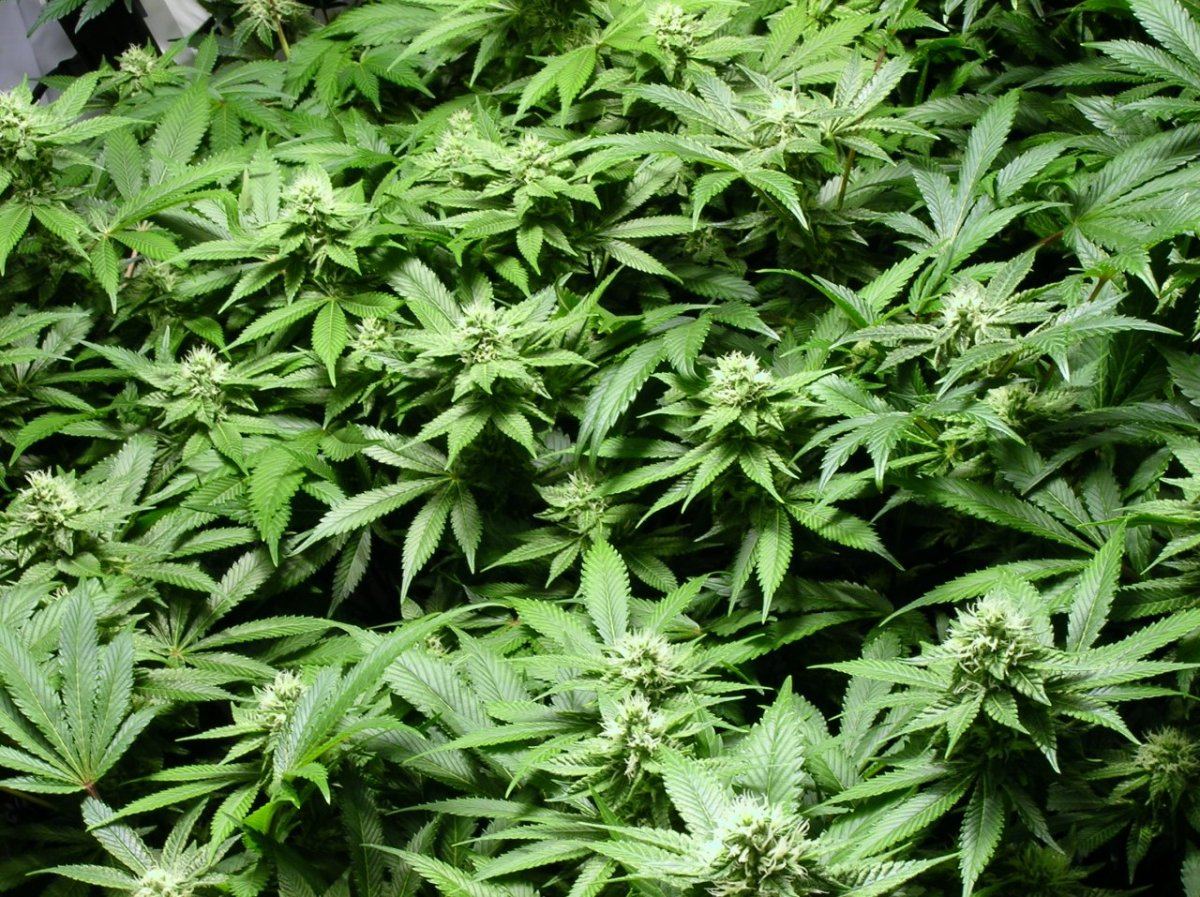 GSC day 28 014