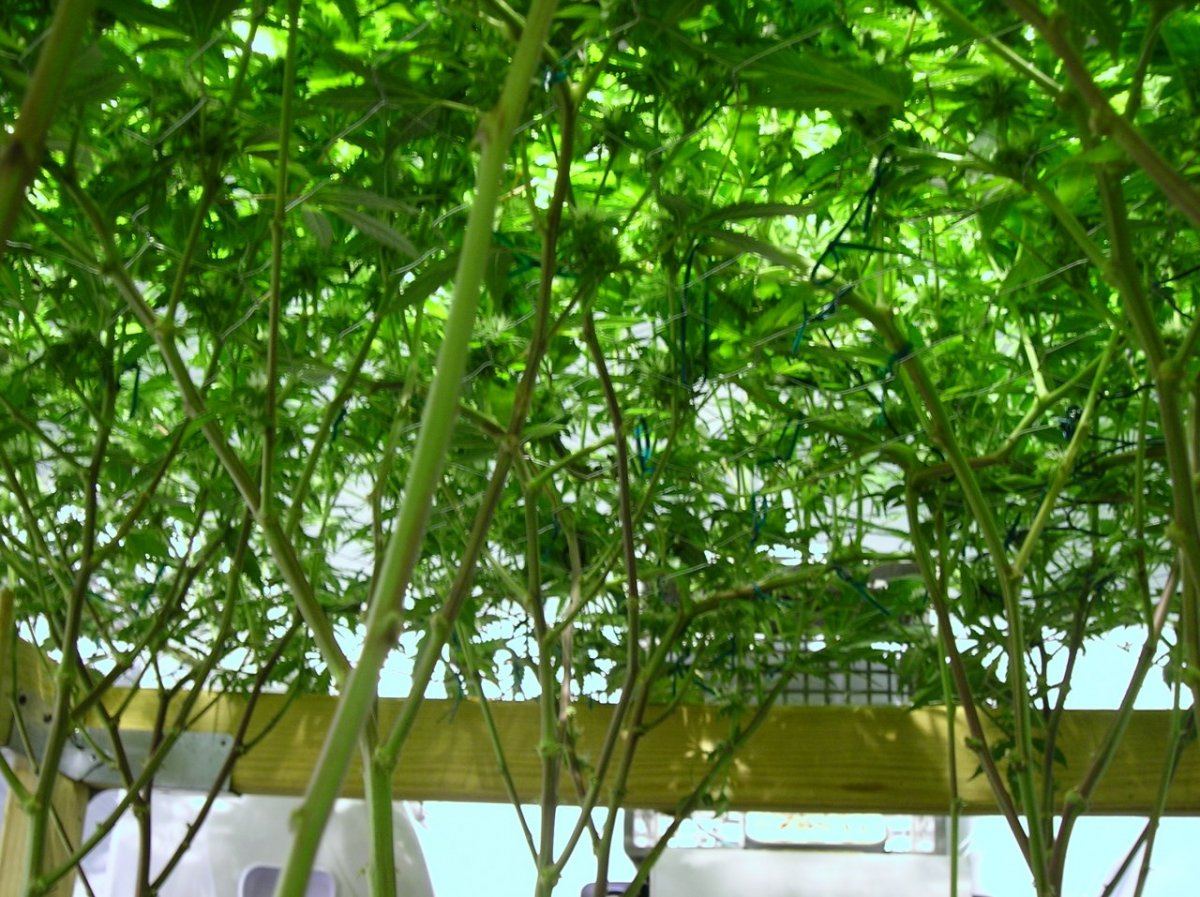 GSC day 28 015