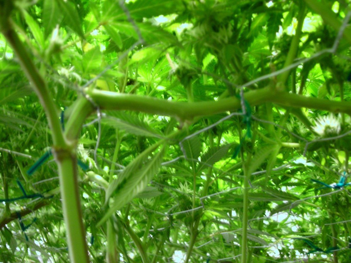 GSC day 28 016