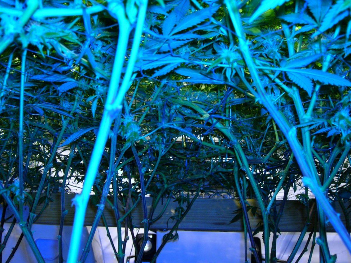GSC day 28 017
