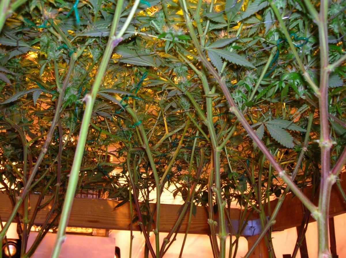 GSC day 28 019
