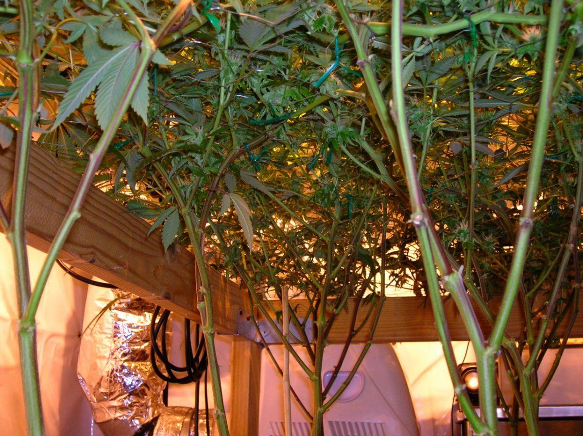 GSC day 28 020