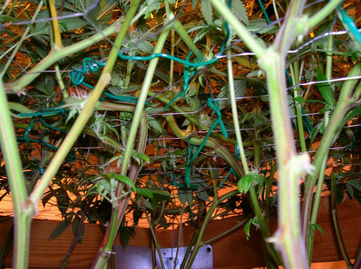 GSC day 28 021