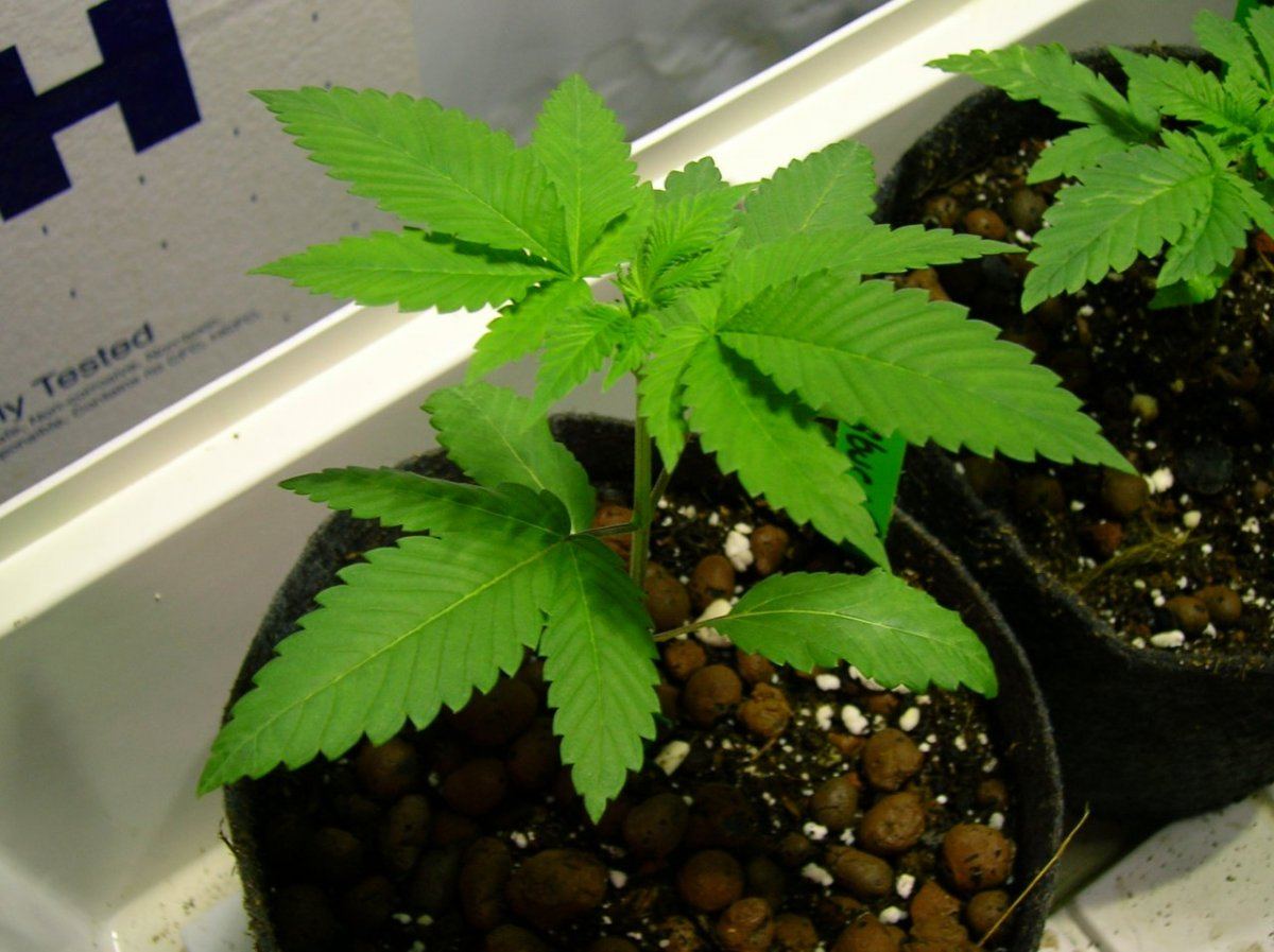 GSC day 28 027