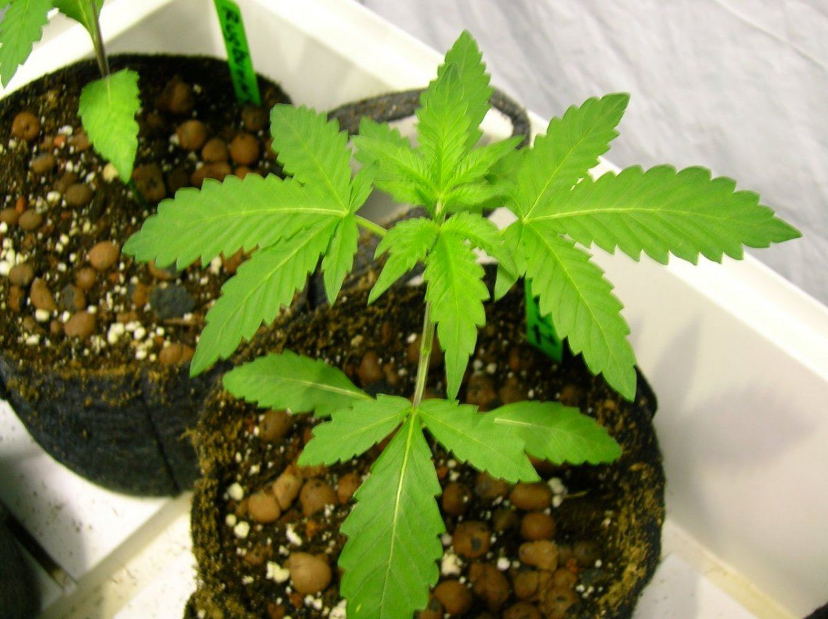 GSC day 28 028