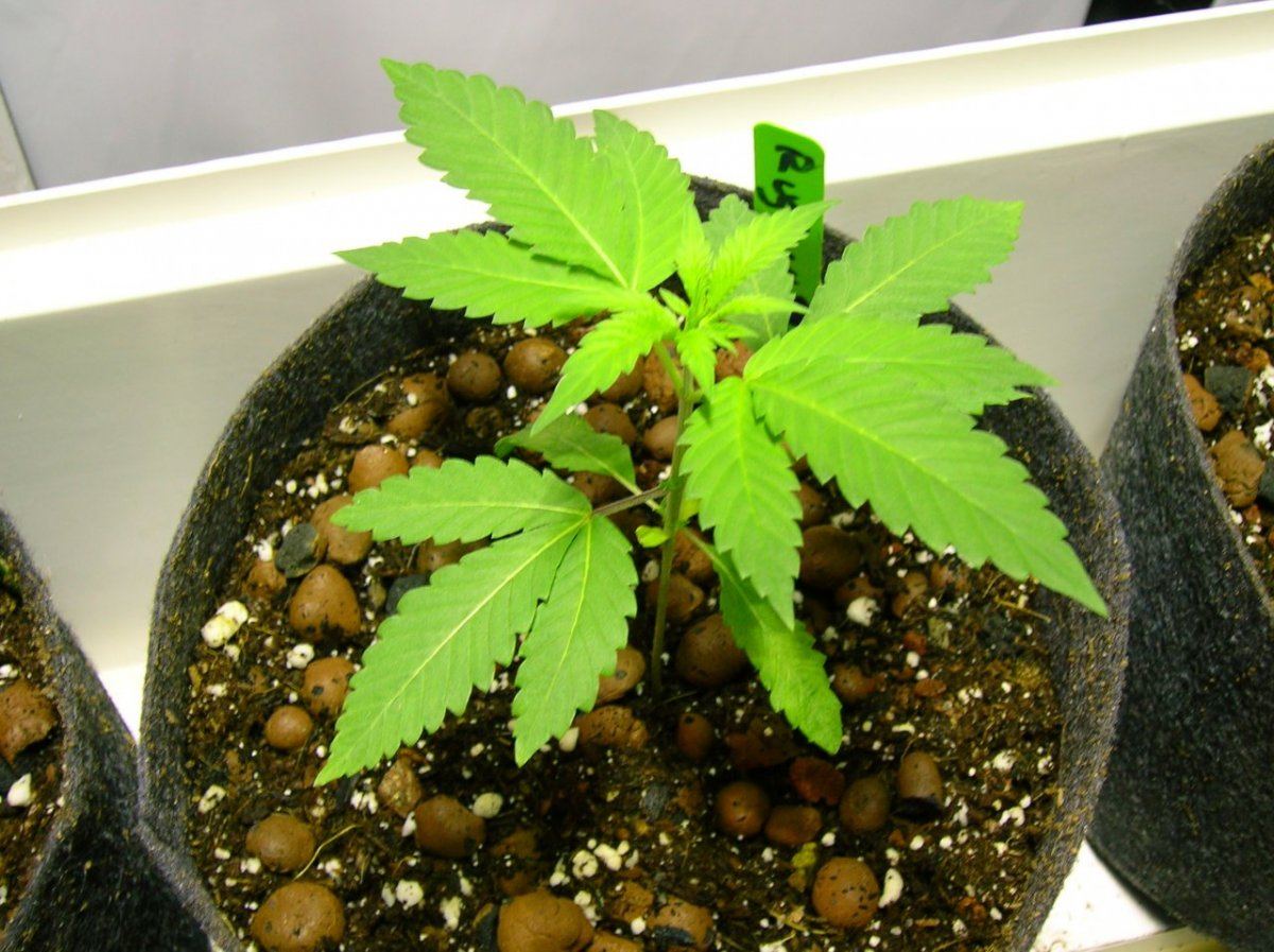 GSC day 28 029