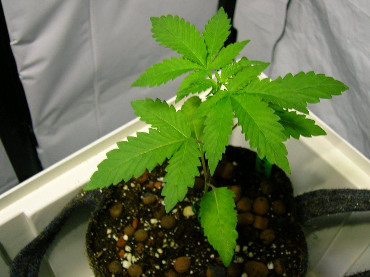 GSC day 28 030