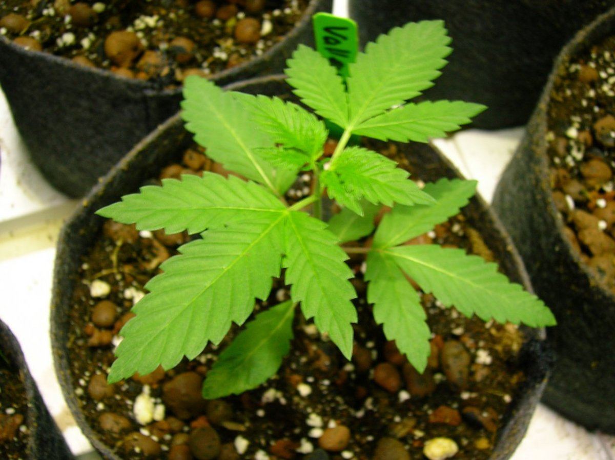 GSC day 28 031